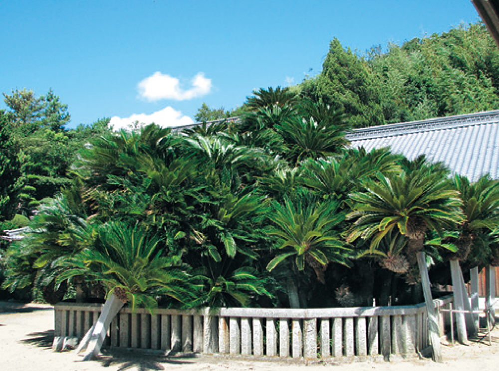 誓願寺の大ソテツ